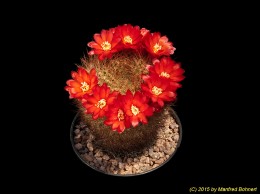 Sulcorebutia tiraquensis v. laui HS225 2276